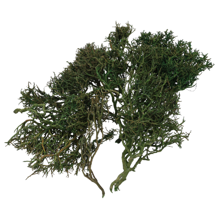 Widok na gałązki Iron Bush z innej perspektywy, ukazujący ich fantazyjny, naturalnie splątany układ. Doskonała baza do rękodzieła i florystyki.