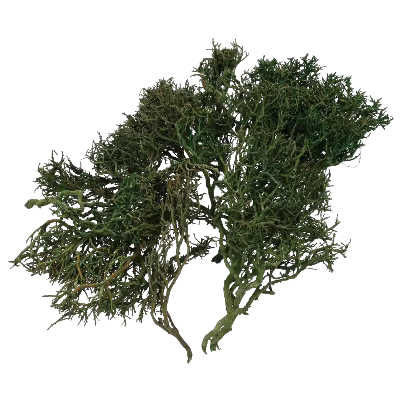 Widok na gałązki Iron Bush z innej perspektywy, ukazujący ich fantazyjny, naturalnie splątany układ. Doskonała baza do rękodzieła i florystyki.