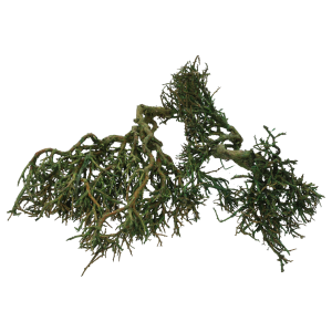 Surowy urok gałązek Iron Bush w zbliżeniu, pokazujący ich naturalny kształt. Idealny element do nowoczesnych kompozycji artystycznych.