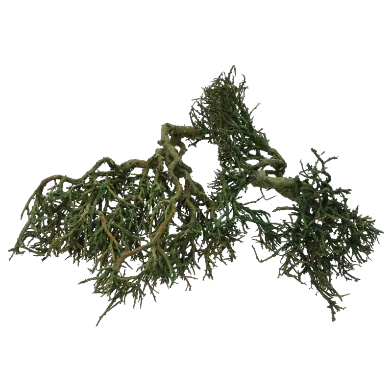 Surowy urok gałązek Iron Bush w zbliżeniu, pokazujący ich naturalny kształt. Idealny element do nowoczesnych kompozycji artystycznych.