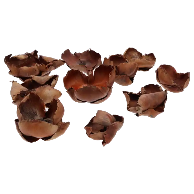 Zestaw 10 sztuk naturalnego suszu egzotycznego Kwiaty Palmy Palm cup o różnorodnych kształtach i wielkościach.