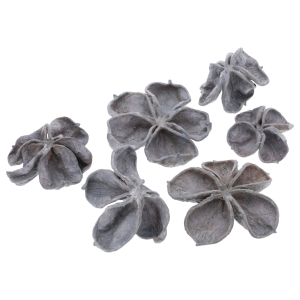 Zestaw 6 sztuk woskowanego suszu egzotycznego Land Lotus w neutralnym szarym kolorze. Naturalny produkt o unikalnych kształtach idealny do florystyki i stroików.