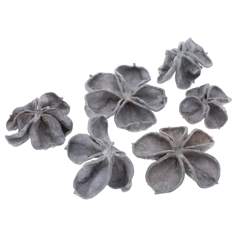 Zestaw 6 sztuk woskowanego suszu egzotycznego Land Lotus w neutralnym szarym kolorze. Naturalny produkt o unikalnych kształtach idealny do florystyki i stroików.