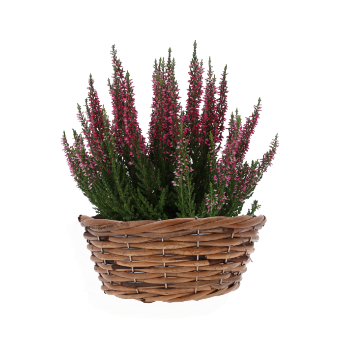 osłonka wiklinowa, osłonka na doniczkę, wiklina, kosz wiklinowy, osłonka 23 cm, brązowa osłonka, osłonka z folią, dekoracje florystyczne, stroiki, osłonka na kwiaty, wiklinowe ozdoby, naturalne dekoracje, osłonka okrągła, osłonka rustykalna, osłonka boho