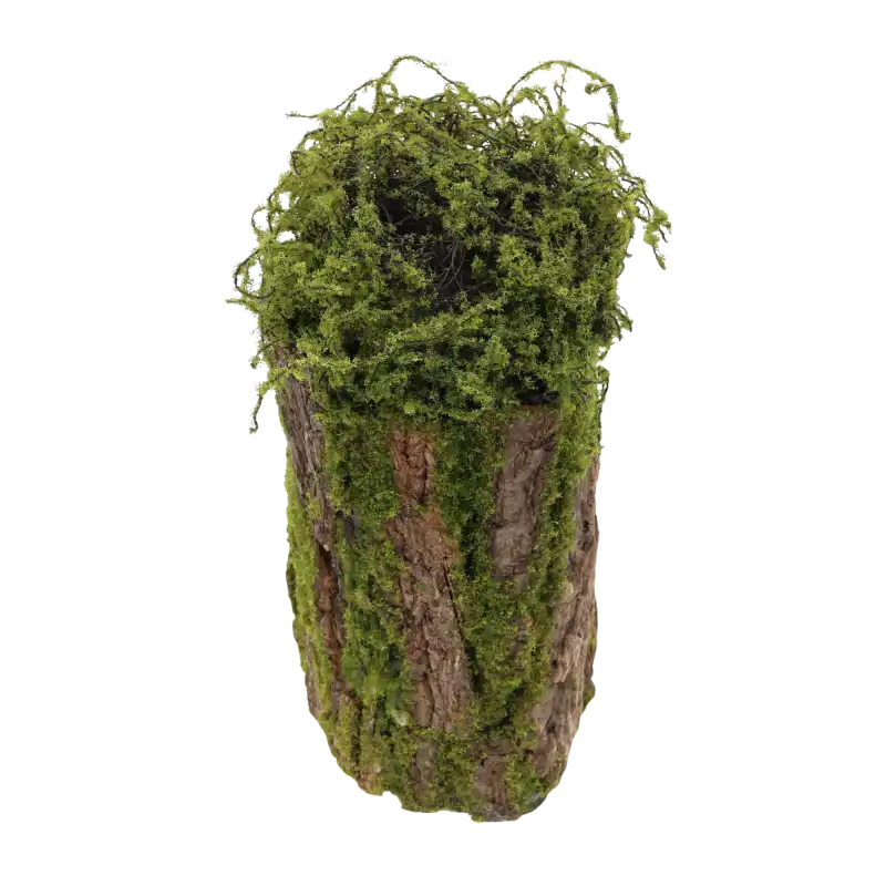 Cylindryczna dekoracja z kory i mchu o wysokości 33 cm, ukazana w ujęciu lekko z góry, eksponującym naturalną strukturę materiałów.