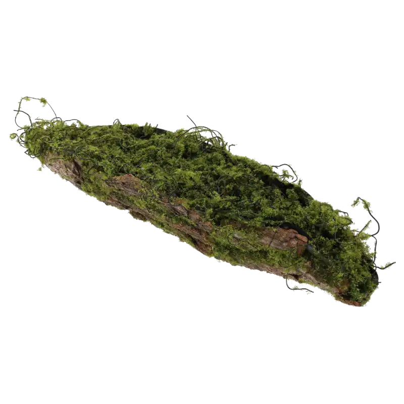 Kora z mchem 45 cm jako podkład florystyczny o naturalnym wyglądzie drewna, idealna baza do kompozycji na stół.