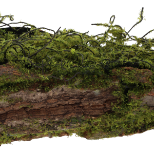 Fragmentaryczne zbliżenie na naturalną korę drzewa przykrytą mchem, pokazujące strukturę materiału z bliska.