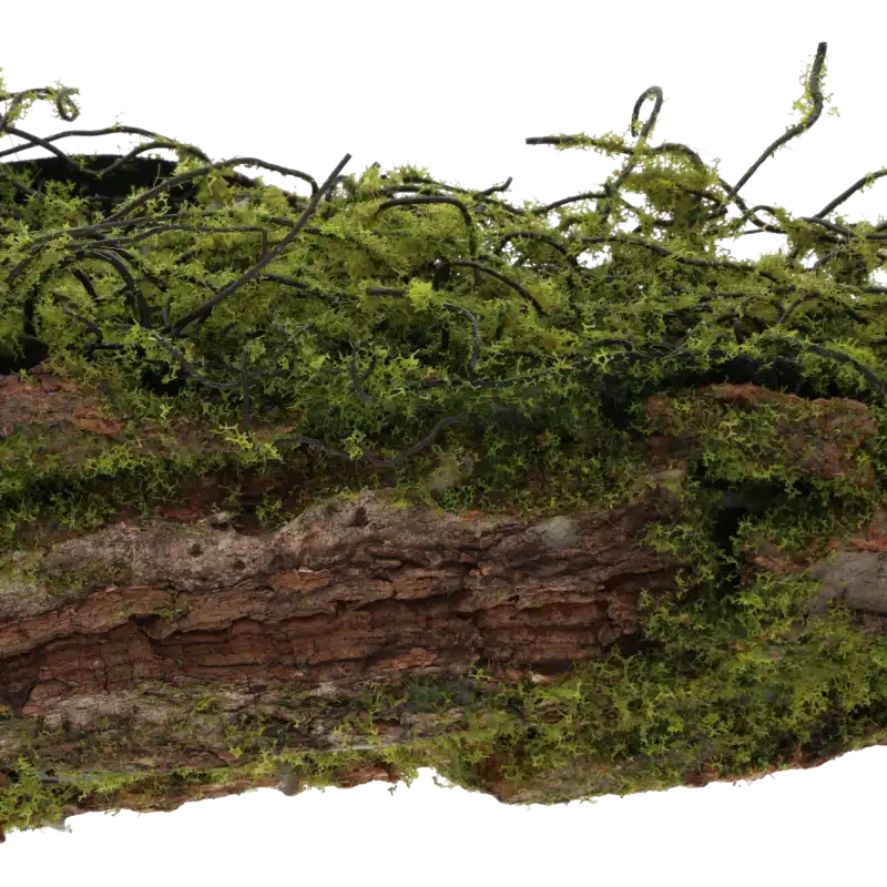 Fragmentaryczne zbliżenie na naturalną korę drzewa przykrytą mchem, pokazujące strukturę materiału z bliska.