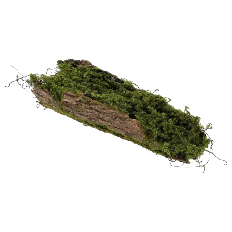 Kora z mchem do kompozycji 36 cm w ujęciu z boku. Podkład florystyczny imitujący naturalne drewno z mszystym wykończeniem.