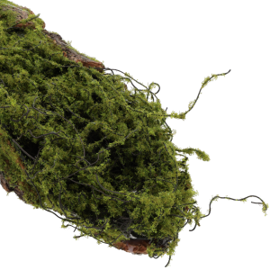 Zbliżenie na strukturę mchu i naturalnej kory drzewnej na podkładzie florystycznym o długości 50 cm.
