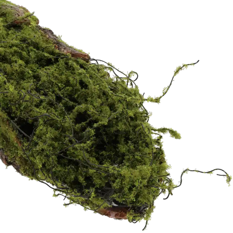 Zbliżenie na strukturę mchu i naturalnej kory drzewnej na podkładzie florystycznym o długości 50 cm.