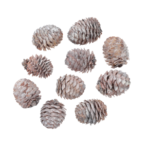 Zestaw 10 naturalnych szyszek Decorum Loose White Washed, delikatnie bielonych, idealnych do zimowych stroików i kompozycji DIY. Widok z góry na kompletny zestaw na białym tle.