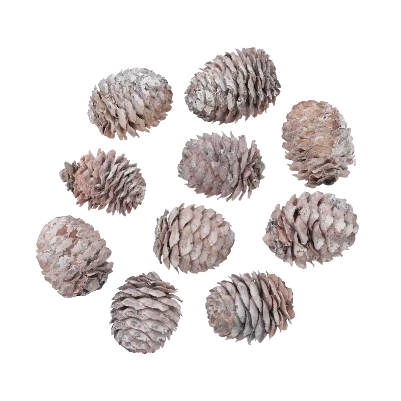 Zestaw 10 naturalnych szyszek Decorum Loose White Washed, delikatnie bielonych, idealnych do zimowych stroików i kompozycji DIY. Widok z góry na kompletny zestaw na białym tle.