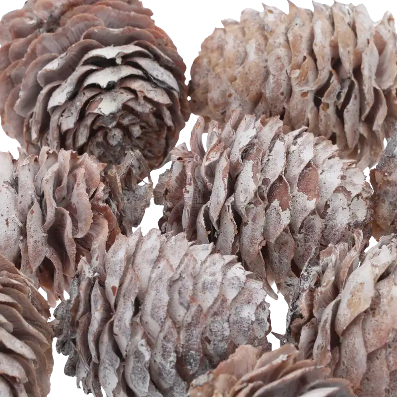 Zbliżenie na fakturę naturalnych szyszek Decorum Loose White Washed. Delikatnie bielona powierzchnia podkreśla unikalny kształt każdego elementu zestawu.