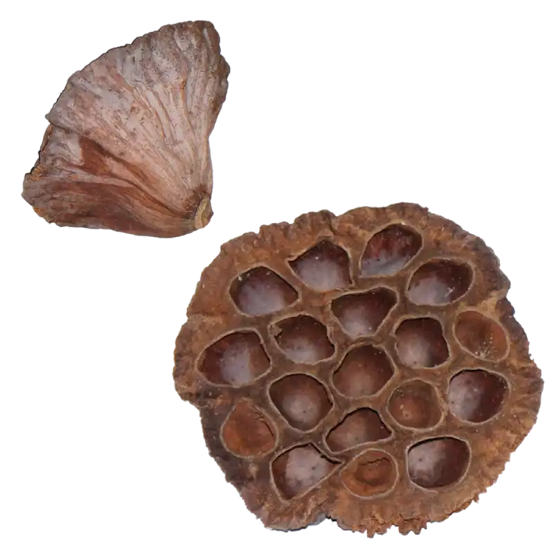 Zestaw 10 sztuk naturalnego suszu egzotycznego kwiat lotosu o średnicy 7-10 cm. Elementy widoczne z profilu i od góry.