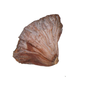Pojedynczy element suszu egzotycznego kwiat lotosu widziany z boku, ukazujący naturalną fakturę i kształt.