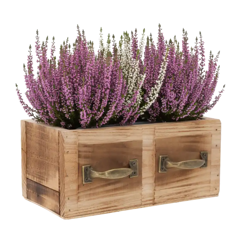 Drewniana skrzynka 22x12 cm wypełniona wrzosem w odcieniach różu i bieli, tworząca sezonową kompozycję roślinną w stylu rustykalnym.