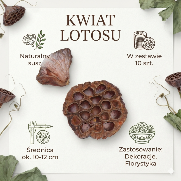 Zestaw 10 sztuk naturalnego suszu egzotycznego kwiat lotosu o średnicy 10-12 cm. Graficzne przedstawienie produktu z informacją o zastosowaniu w florystyce i dekoracjach.