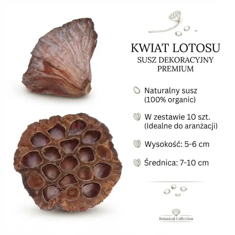 Grafika informacyjna przedstawiająca parametry naturalnego suszu kwiat lotosu, w tym ilość 10 sztuk i wymiary.