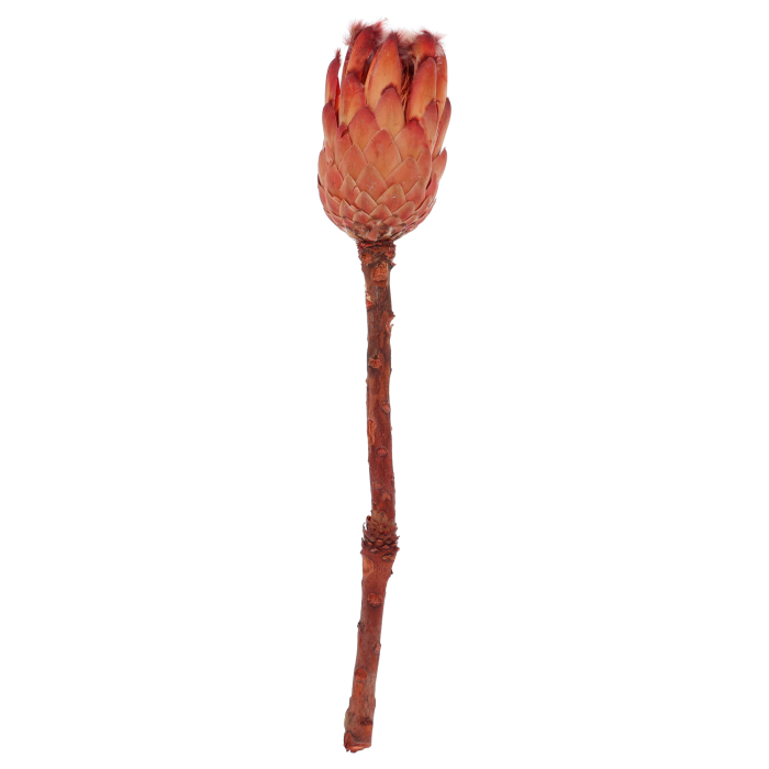 Suszona czerwona Protea grandiceps 40 cm to egzotyczny kwiat o drewniejącej budowie, idealny jako centralny punkt kompozycji.