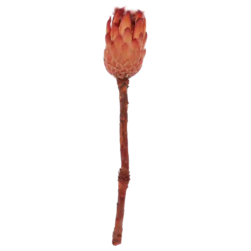 Suszona czerwona Protea grandiceps 40 cm to egzotyczny kwiat o drewniejącej budowie, idealny jako centralny punkt kompozycji.