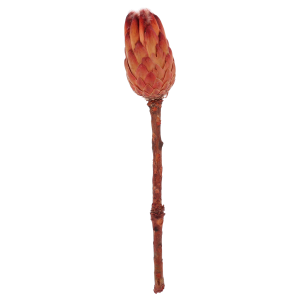 Kolejne ujęcie egzotycznej protei grandiceps w odcieniu czerwieni, prezentujące jej majestatyczny kwiatostan.