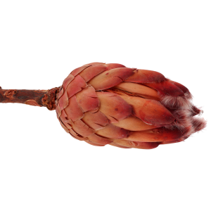 Suszona Protea grandiceps czerwona 40 cm, egzotyczna protea wielkogłówkowa, naturalny susz do bukietów boho, flower boxów, stroików i kompozycji nagrobnych, hurtownia florystyczna, sklep z dekoracjami