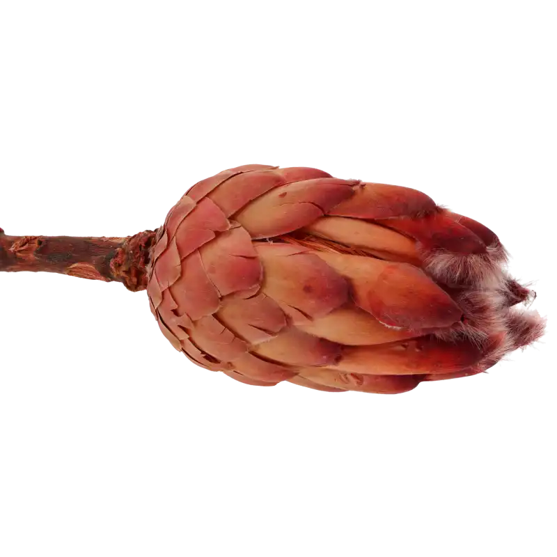 Suszona Protea grandiceps czerwona 40 cm, egzotyczna protea wielkogłówkowa, naturalny susz do bukietów boho, flower boxów, stroików i kompozycji nagrobnych, hurtownia florystyczna, sklep z dekoracjami