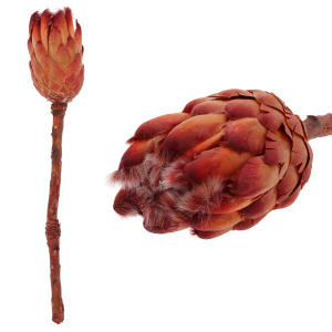 Suszona Protea grandiceps czerwona 40 cm, egzotyczna protea wielkogłówkowa, naturalny susz do bukietów boho, flower boxów, stroików i kompozycji nagrobnych, hurtownia florystyczna, sklep z dekoracjami