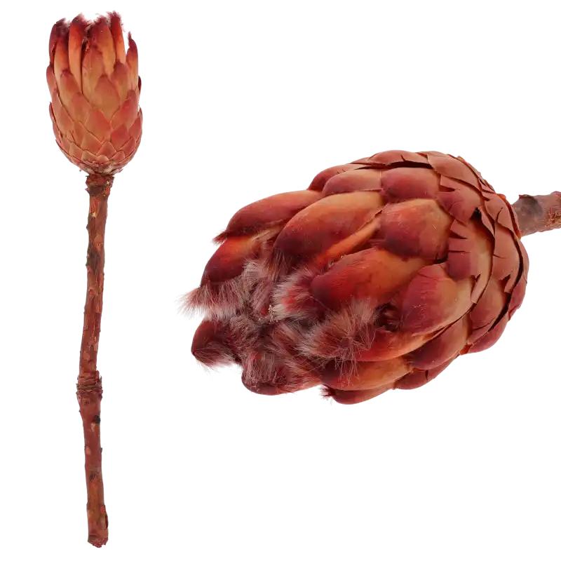 Suszona Protea grandiceps czerwona 40 cm, egzotyczna protea wielkogłówkowa, naturalny susz do bukietów boho, flower boxów, stroików i kompozycji nagrobnych, hurtownia florystyczna, sklep z dekoracjami