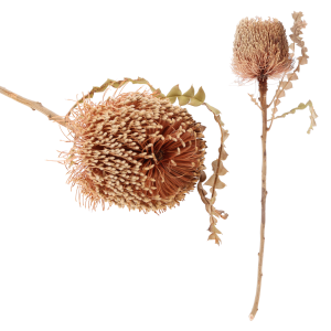 Suszona Banksia Speciosa 45 cm w jasnobeżowym kolorze. Zestawienie dwóch sztuk – jedna w ujęciu z profilu, druga wyeksponowana w pełnej okazałości z puszystym kwiatostanem i liśćmi.