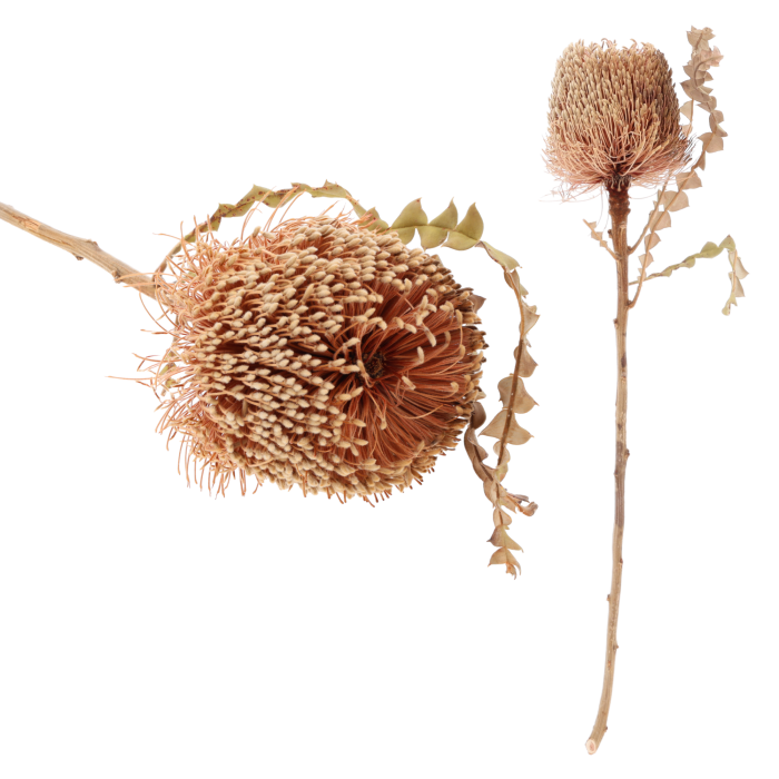 Suszona Banksia Speciosa 45 cm w jasnobeżowym kolorze. Zestawienie dwóch sztuk – jedna w ujęciu z profilu, druga wyeksponowana w pełnej okazałości z puszystym kwiatostanem i liśćmi.