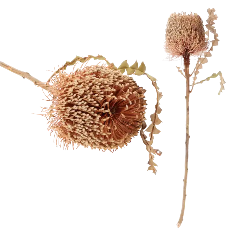 Suszona Banksia Speciosa 45 cm w jasnobeżowym kolorze. Zestawienie dwóch sztuk – jedna w ujęciu z profilu, druga wyeksponowana w pełnej okazałości z puszystym kwiatostanem i liśćmi.