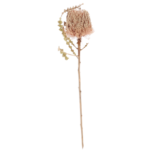 Pojedyncza gałązka Banksia Speciosa prezentowana w całości na czystym, białym tle. Widoczna struktura puszystego kwiatostanu.