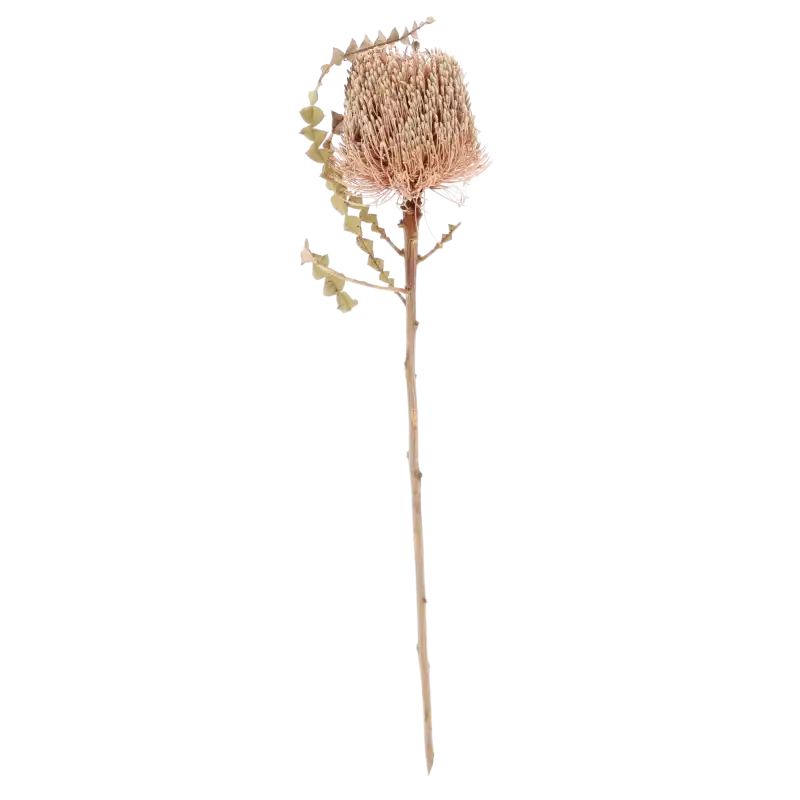 Pojedyncza gałązka Banksia Speciosa prezentowana w całości na czystym, białym tle. Widoczna struktura puszystego kwiatostanu.