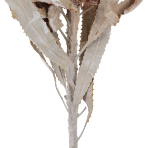 Fragment łodygi i dekoracyjnych liści banksji Menziesii. Powycinane liście muśnięte bielą tworzą surową, trójwymiarową strukturę rośliny.