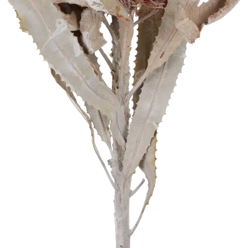 Fragment łodygi i dekoracyjnych liści banksji Menziesii. Powycinane liście muśnięte bielą tworzą surową, trójwymiarową strukturę rośliny.