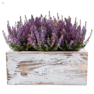 Osłonka drewniana 24 cm wypełniona wrzosami, gotowa do wykorzystania w kompozycjach florystycznych.