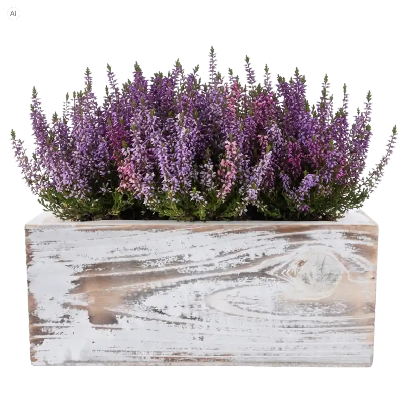 Osłonka drewniana 24 cm wypełniona wrzosami, gotowa do wykorzystania w kompozycjach florystycznych.