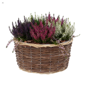 Wiklinowa osłonka 26 cm wypełniona wielobarwnymi wrzosami. Naturalna dekoracja roślinna w brązowym koszu.