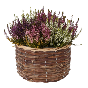 Wiklinowa osłonka wypełniona wielokolorowymi wrzosami, prezentująca naturalny design produktu.