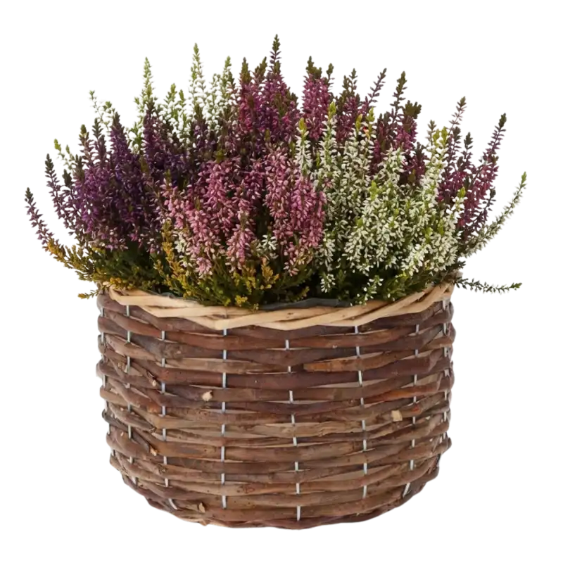 Wiklinowa osłonka wypełniona wielokolorowymi wrzosami, prezentująca naturalny design produktu.