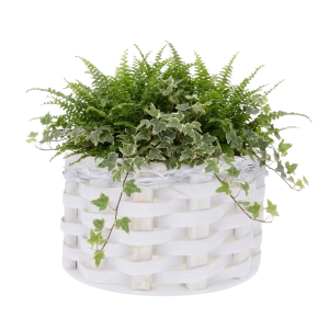 Biała osłonka rattanowa 32 cm z bujną paprocią i bluszczem. Naturalna kompozycja na jasnym tle podkreślająca organiczny charakter produktu.