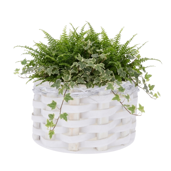 Biała osłonka rattanowa 32 cm z bujną paprocią i bluszczem. Naturalna kompozycja na jasnym tle podkreślająca organiczny charakter produktu.
