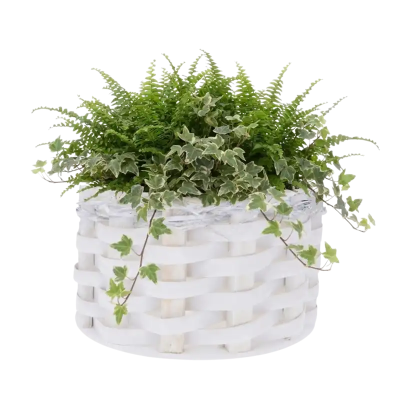 Biała osłonka rattanowa 32 cm z bujną paprocią i bluszczem. Naturalna kompozycja na jasnym tle podkreślająca organiczny charakter produktu.