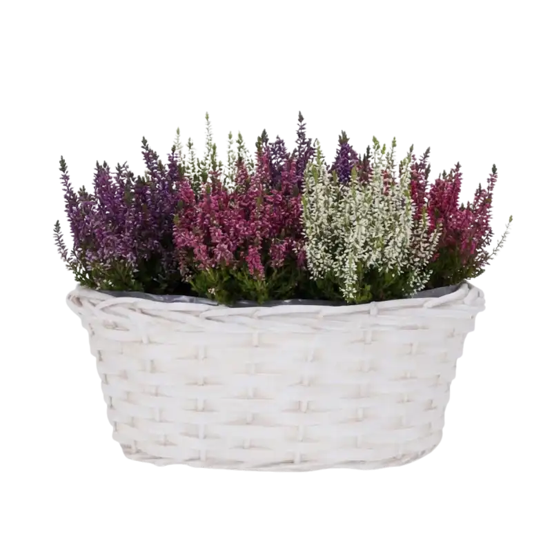 Owalna biała osłonka wiklinowa 32 cm z folią, wypełniona kolorowymi wrzosami.