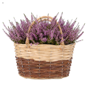Owalny kosz wiklinowy z folią 30 cm w kolorze beżowo-brązowym wypełniony fioletowymi kwiatami wrzosu na białym tle.