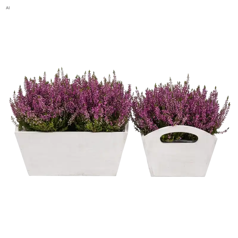 Białe drewniane osłonki na kwiaty z folią wypełnione wrzosami na białym tle: większa L 30 cm i mniejsza M 27 cm
