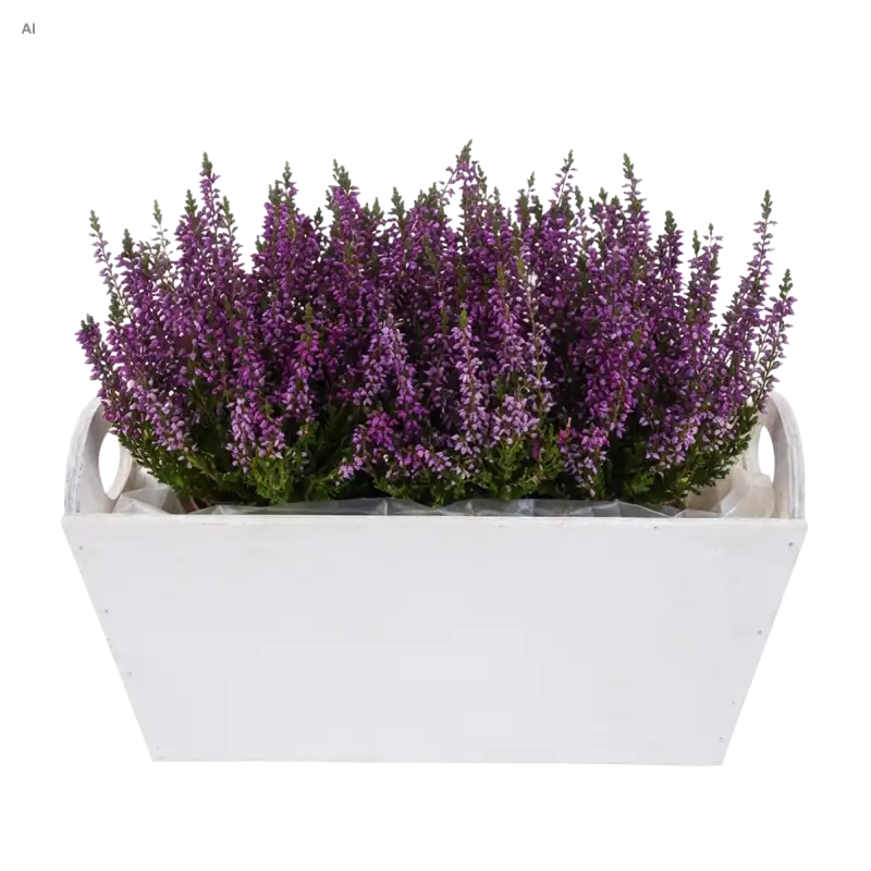 Biała drewniana osłonka M 27 cm z bujnymi fioletowymi wrzosami sfotografowana na czystym białym tle.