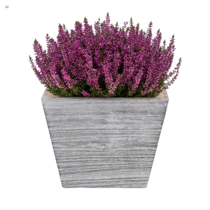 Szara drewniana skrzynka 15x15x12 cm wypełniona gęstymi, fioletowymi kwiatami wrzosu na neutralnym tle
